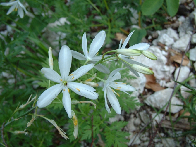 Anthericum liliago / Lilioasfodelo maggiore